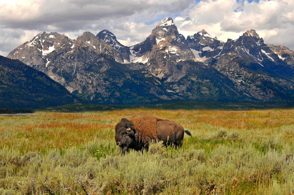 Buffalo Grand Teton National Park Wyoming WY United States, Created 08.01.23