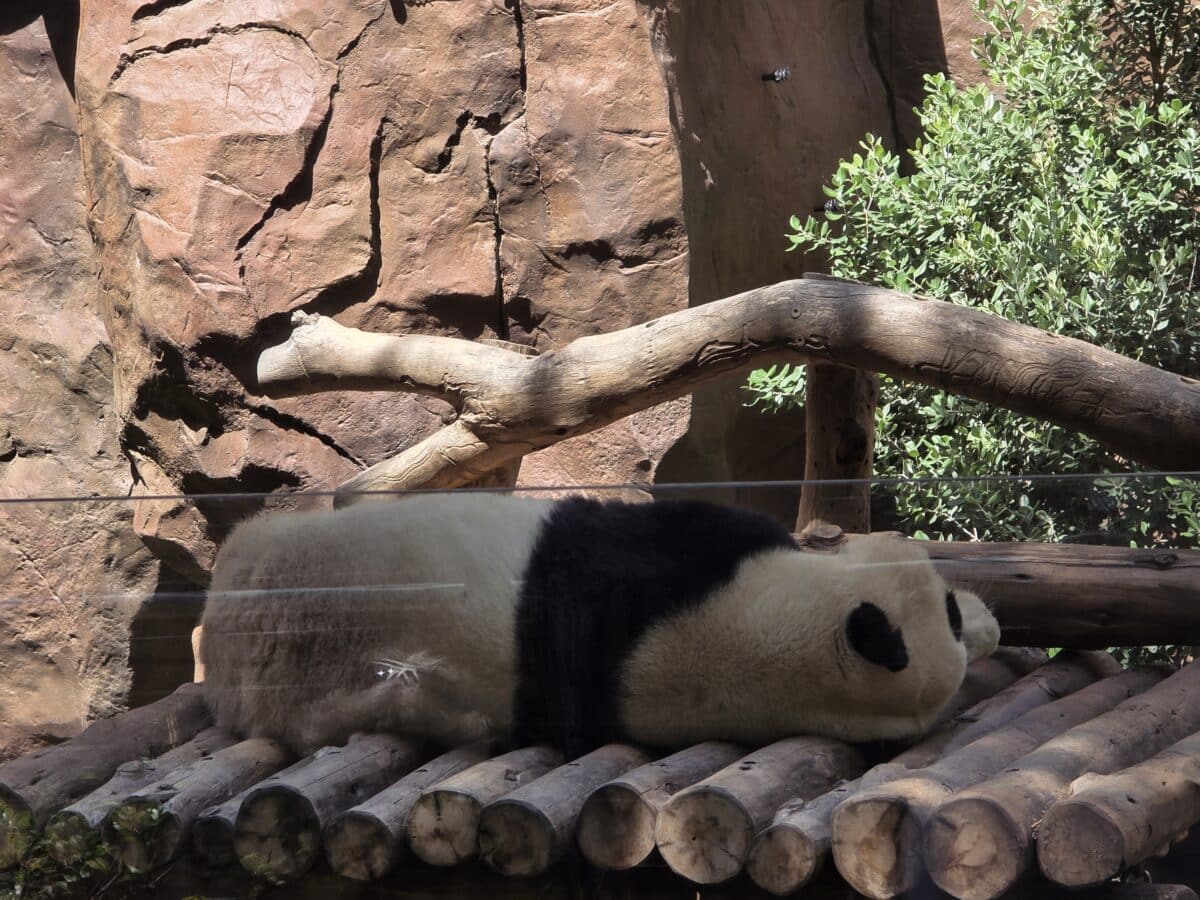 panda at the san diego zoo