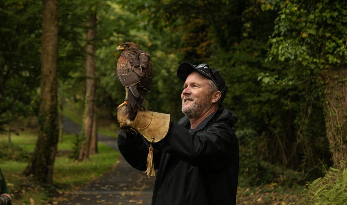 Falconry experience at Dromoland