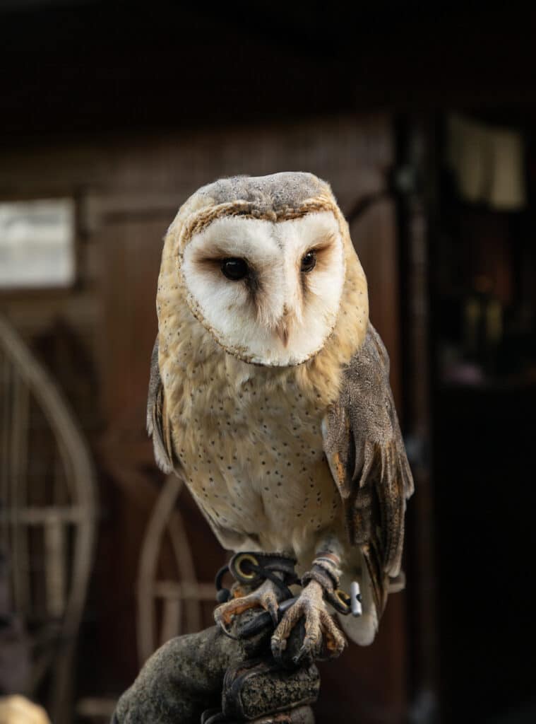 Falconry experience at Dromoland also includes owls