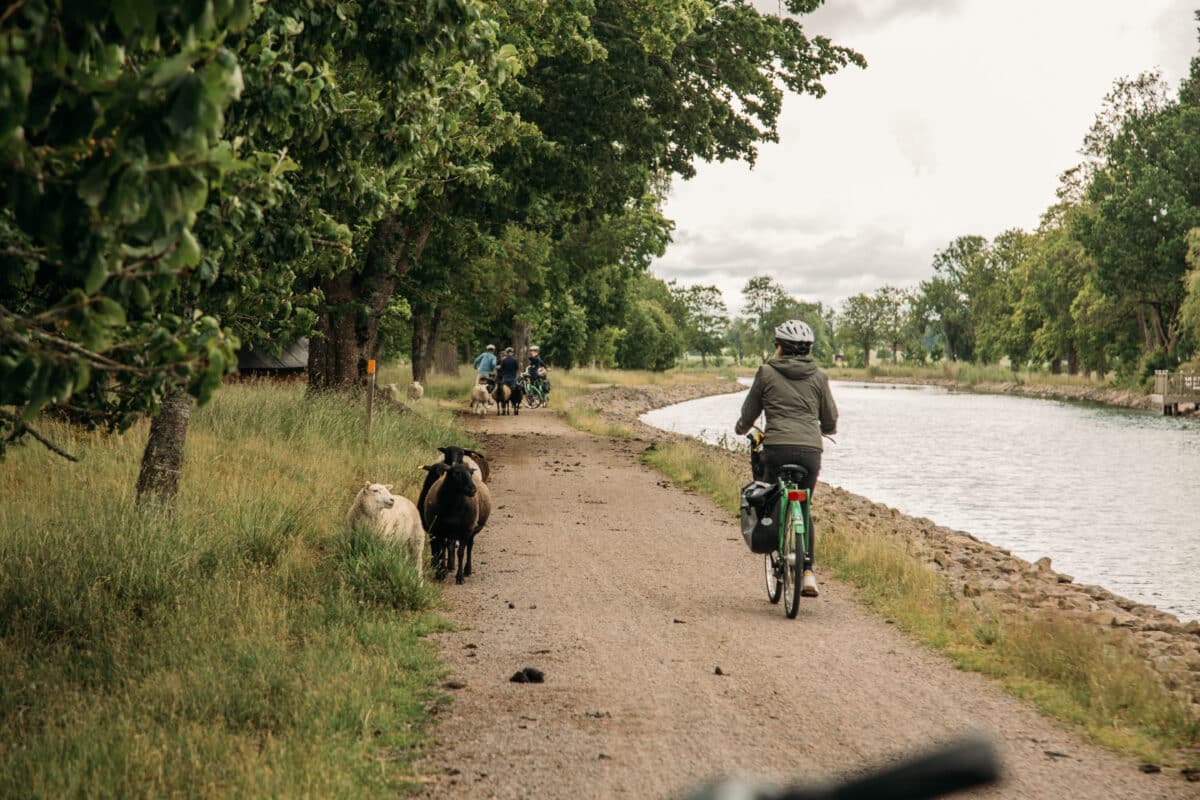 A cyclist on the Gota canal pedaling past a flock of sheep