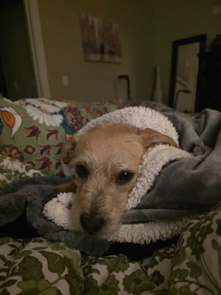 Buddy and his favorite blankie