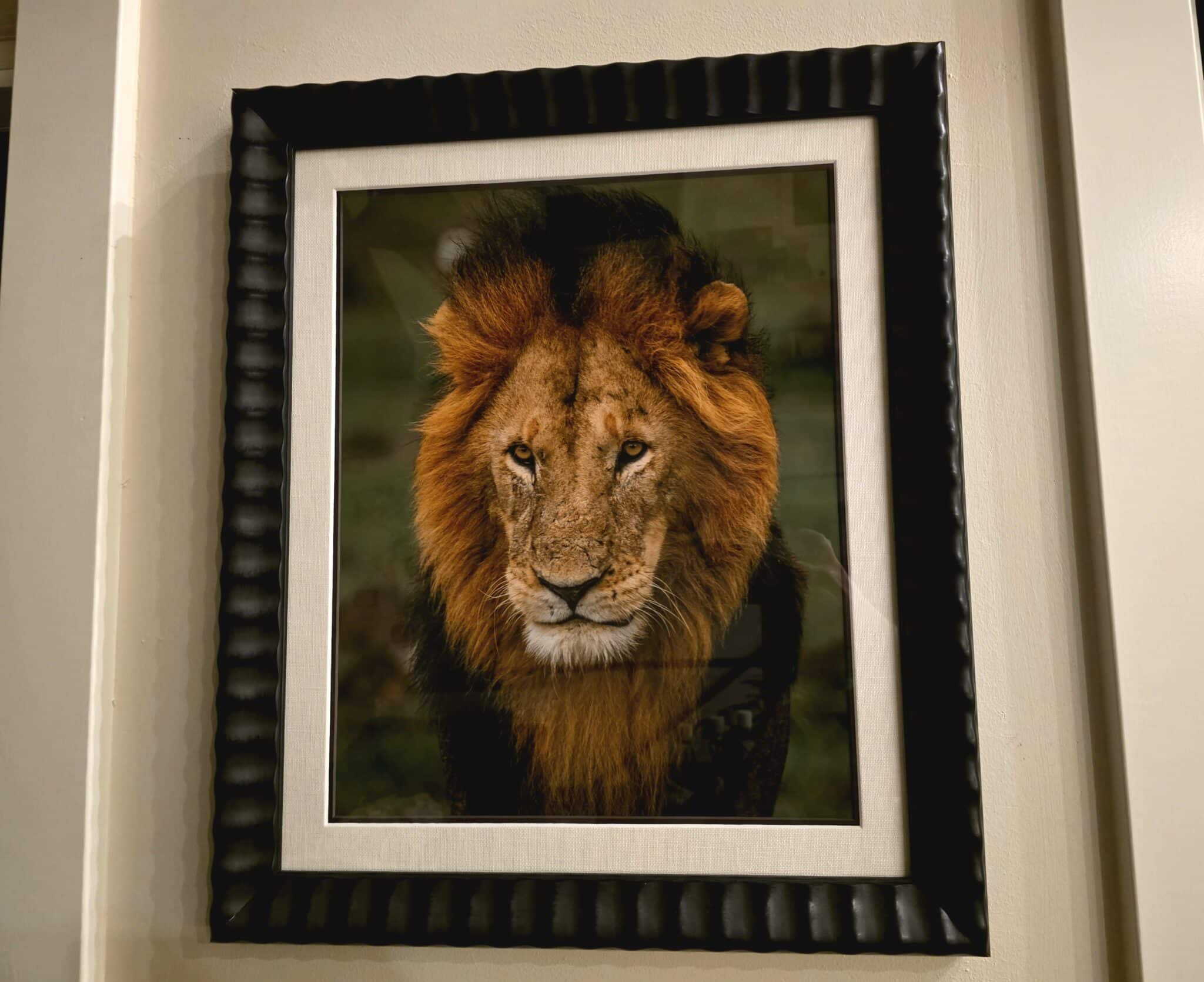 A framed photo of a lion from Framebridge