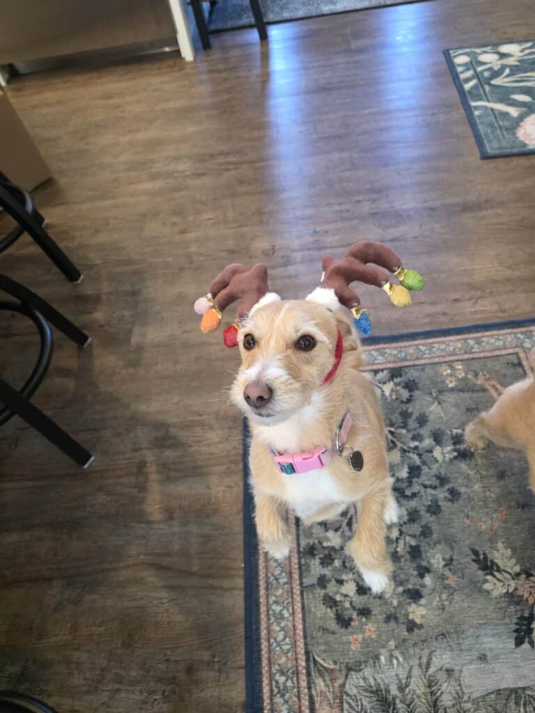 Pippa wearing her christmas antlers
