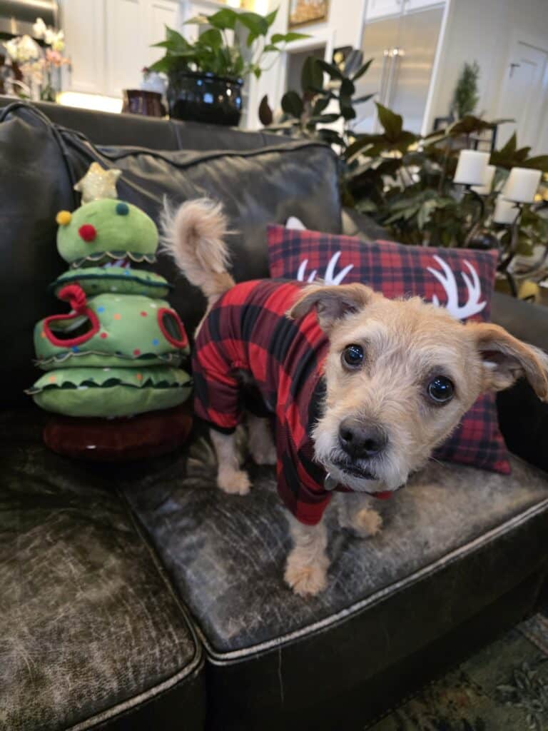 Buddy wearing his christmas PJs