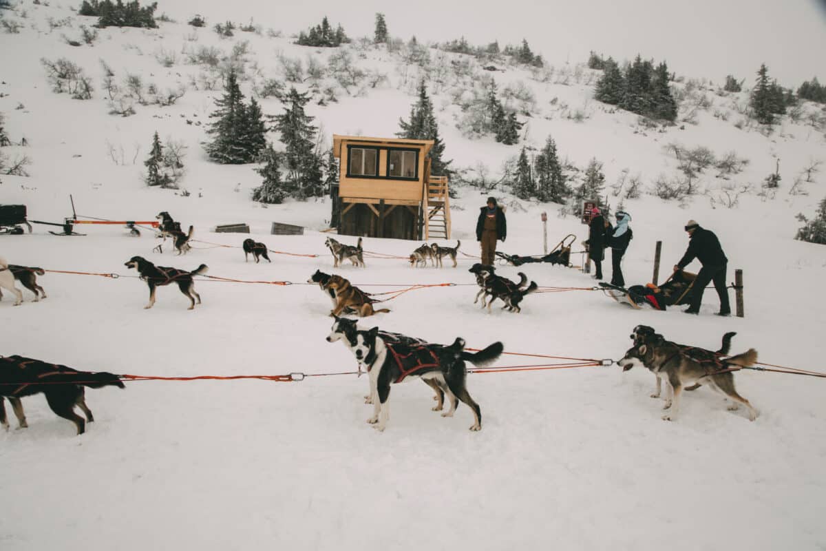 Fjälläventyr dog sledding in Dalarna Sweden