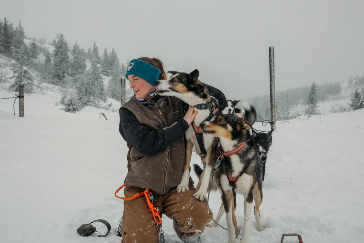 dogsledding in sweden