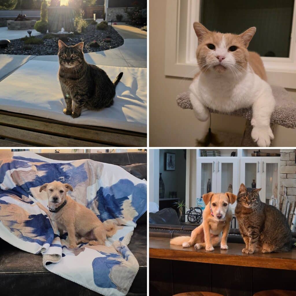 All of the furry friends I have!