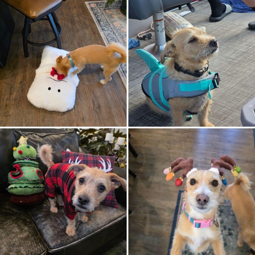 Some of the gifts my dogs use and love