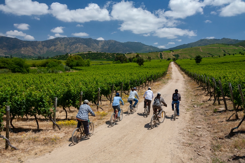 Santa Cruz. Chile. 11.14.05. Workers cycle to the harvest area in a vineyard producing Chilean wine. Near Santa Cruz in the Colchagua Valley area of central Chile, South America.