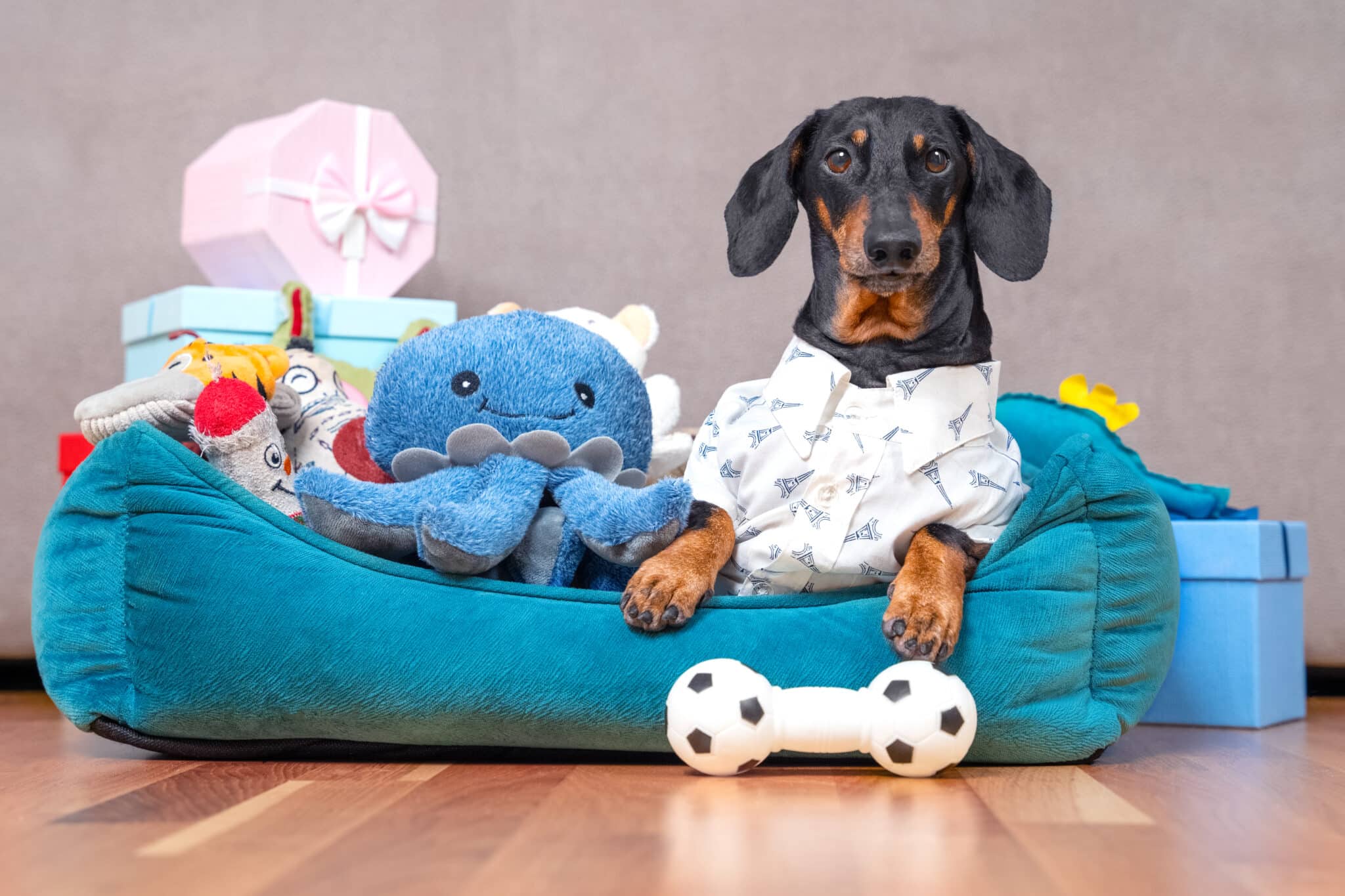 Dachshund in festive shirt is lying in pet bed surrounded by pile of toys and gift boxes given for birthday. Selfish dog has collected all toys in its spot and does not want to share, guards them.