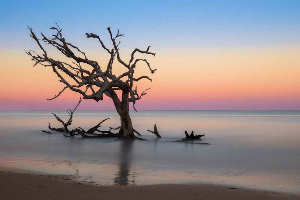 Bare oak tree in the Atlantic Ocean from Driftwood Beach on Jekyll Island, Georgia