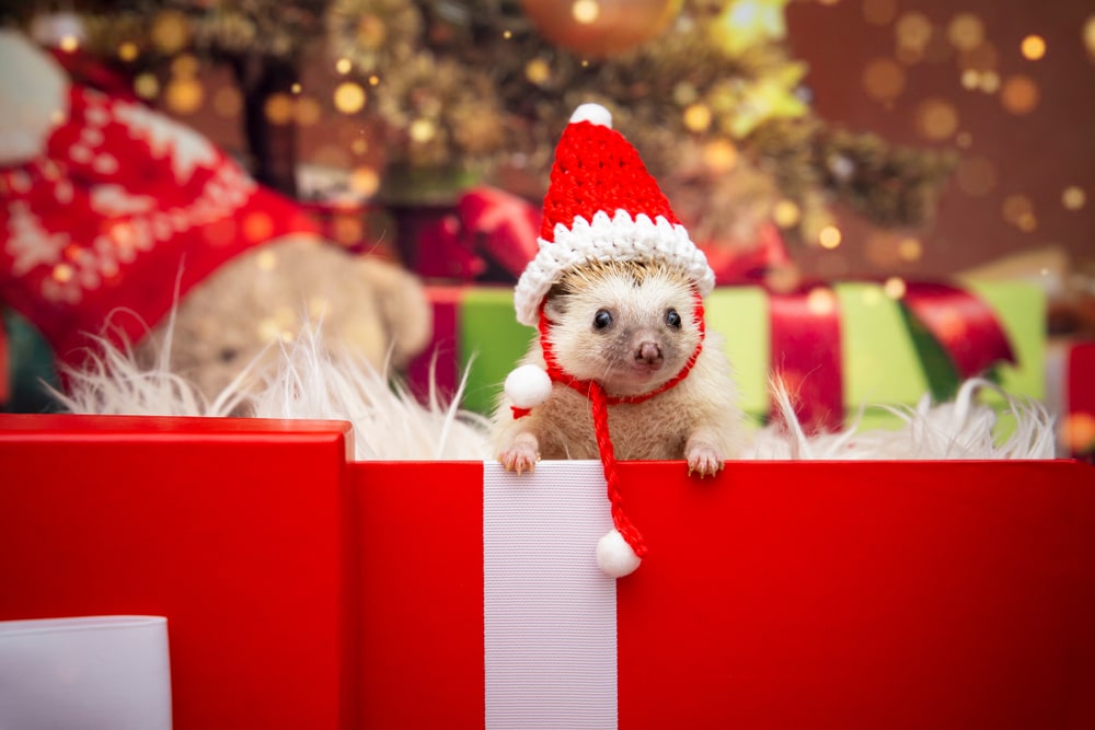 domestic hedgehog inside christmas gift box. exotic pet wearing santa claus hat. merry christmas