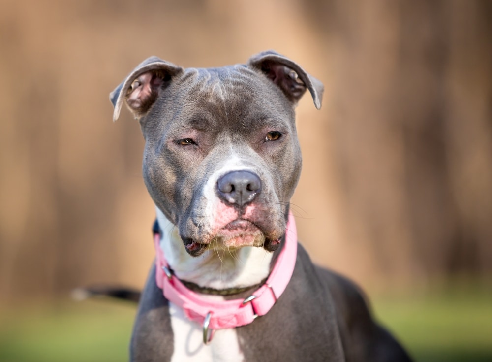 A gray and white Pit Bull Terrier mixed breed dog with a grumpy expression on its face