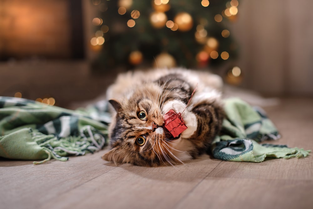 Tabby and happy cat. Christmas season 2017, new year, holidays and celebration He plays with a Christmas toy