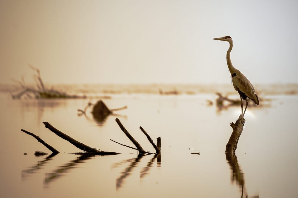 grey heron or Ardea cinerea perched in the wood