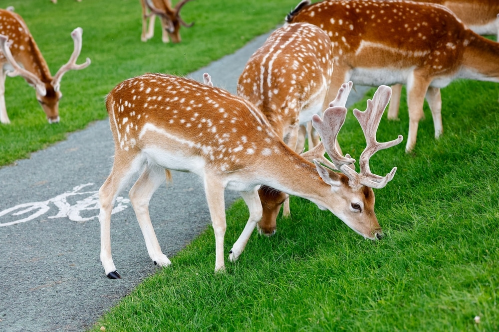 Wild fallow deer grazing grass alongside bicycle lane in Phoenix Park, Dublin, Ireland