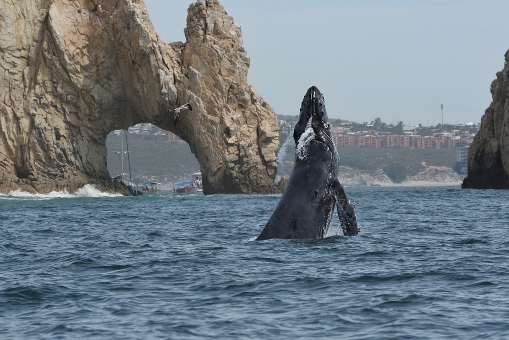 Cabo San Lucas Mexico humpback blue whale jump whale watching breaching arch lovers beach vacation Sea of Cortez amazing tourism ocean tourism sights water landscape beach awesome brochure
