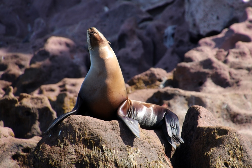 Sea lion on the coast of Isla Espíritu Santo, Baja California Sur, Mexico