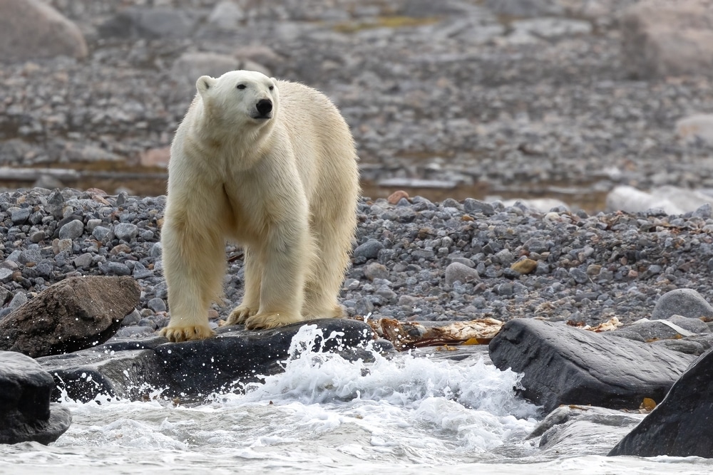 Polar Bear walking along a rocky beach in Svalbard Longyearbyen