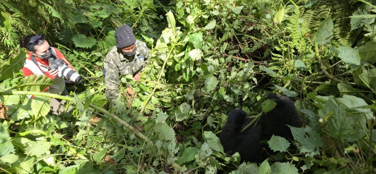 Taking photos of gorillas in Rwanda