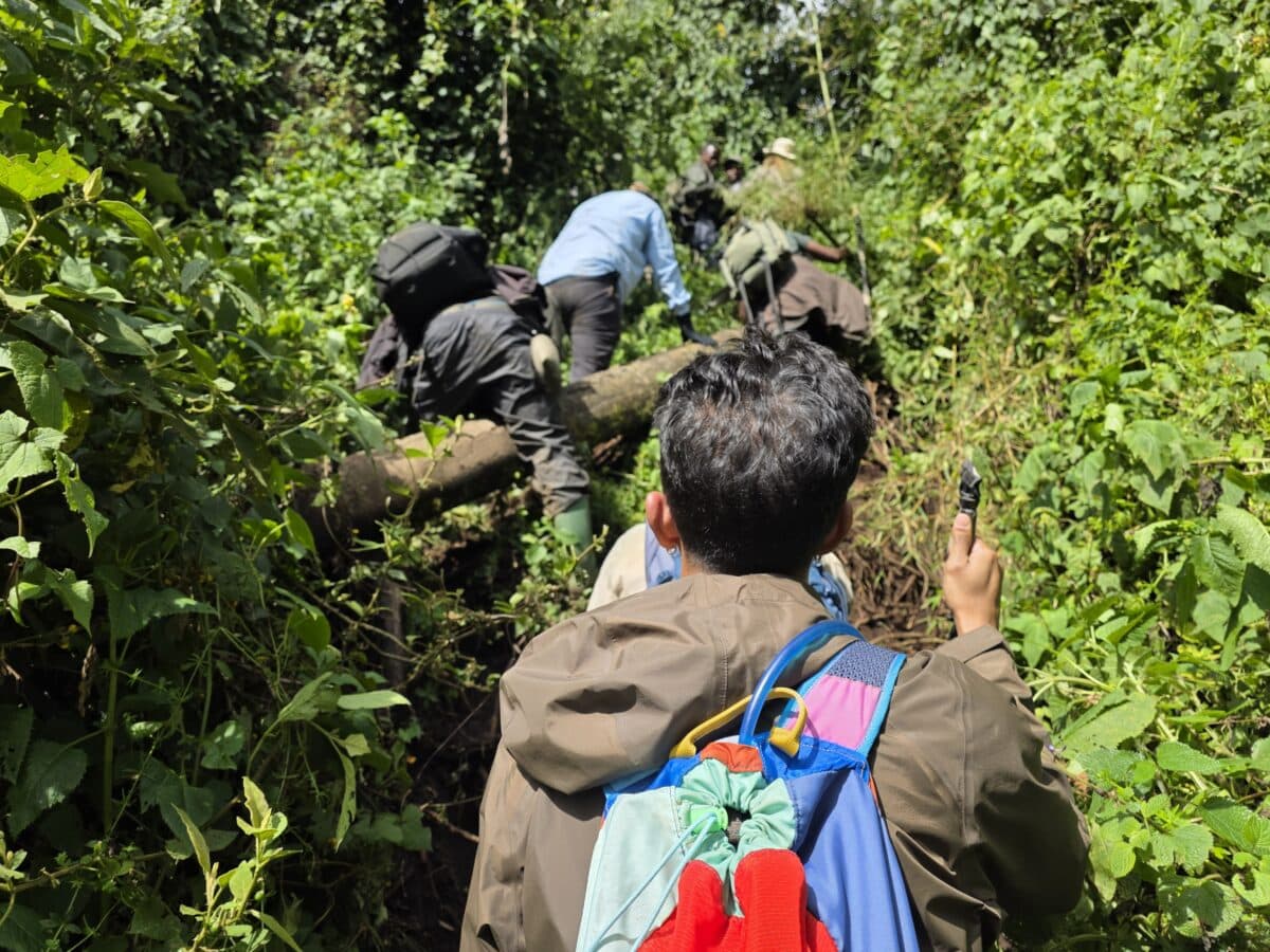 Climbing over a fallen tree while gorilla trekking in Rwanda.