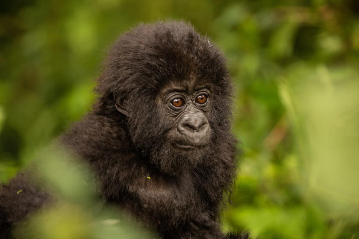 A baby gorilla I saw while gorilla trekking in Rwanda.
