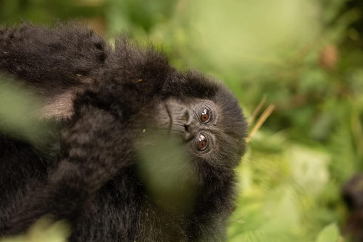 I loved that I was able to get some fun photos of the gorillas!