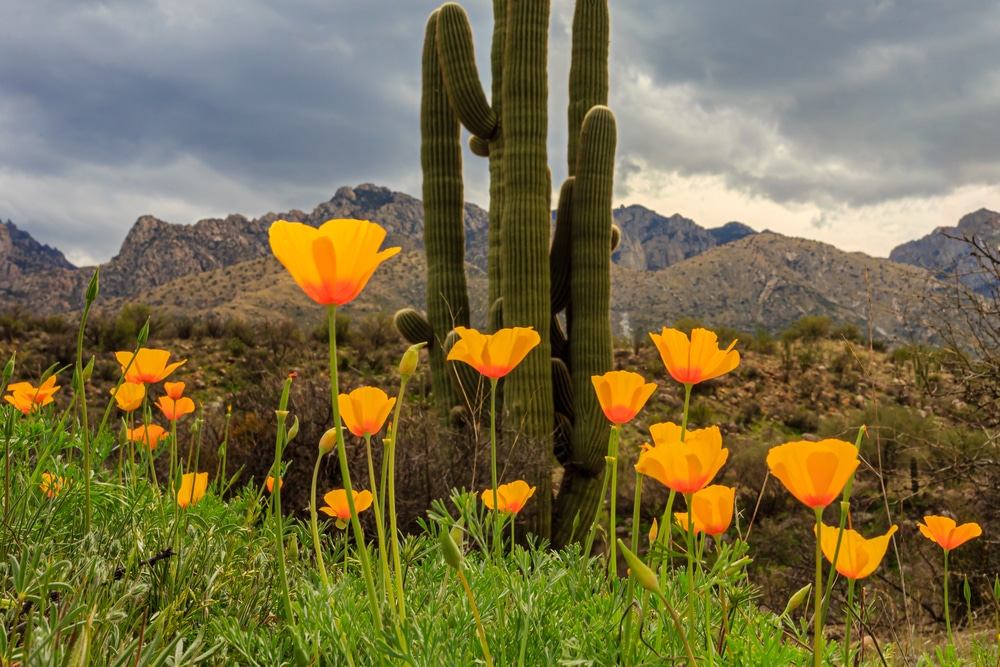 A patch of poppies brightens the Sonoran Desert in Spring. At Catalina State Park in southern Arizona.