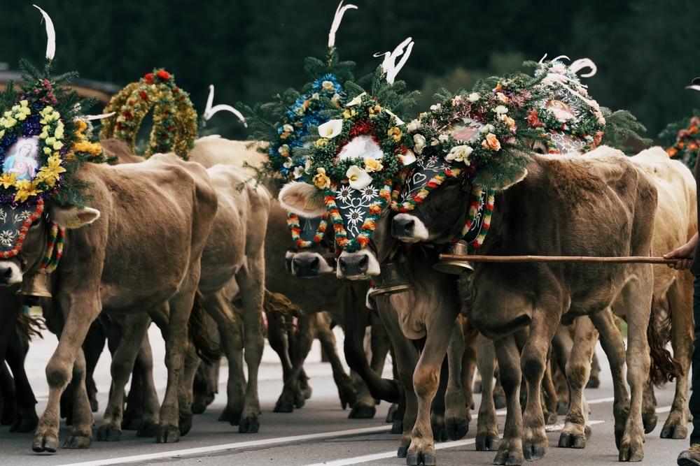 driving down of cattle from the mountain pastures into the valley in autumn, cultural event in Zillertal, Tirol, Austria