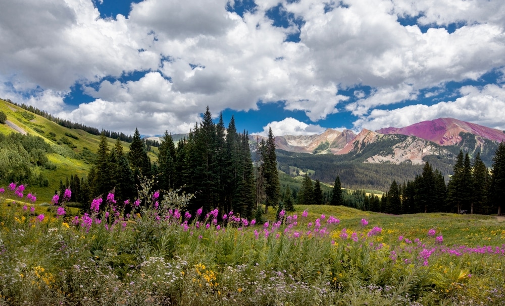 Wildflowers are in full bloom in a meadow at Gunnison National Forest near Crested Butte, Colorado