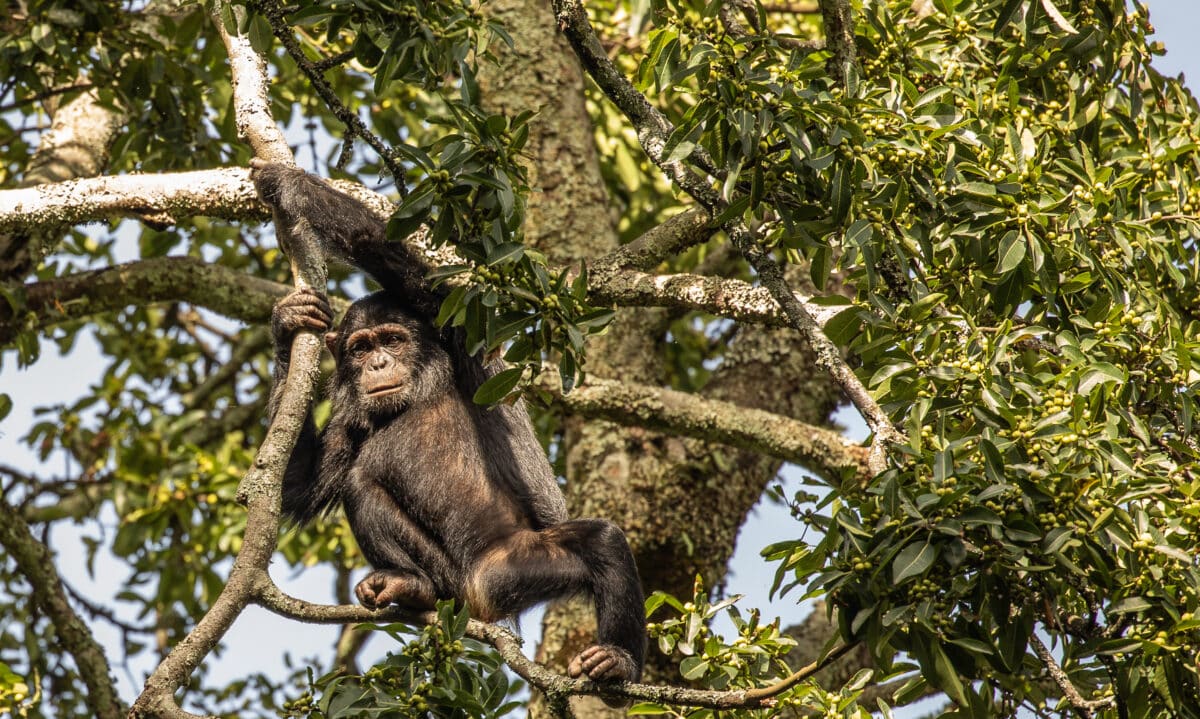 Our wonderful guide and trackers for our chimp trekking experience.