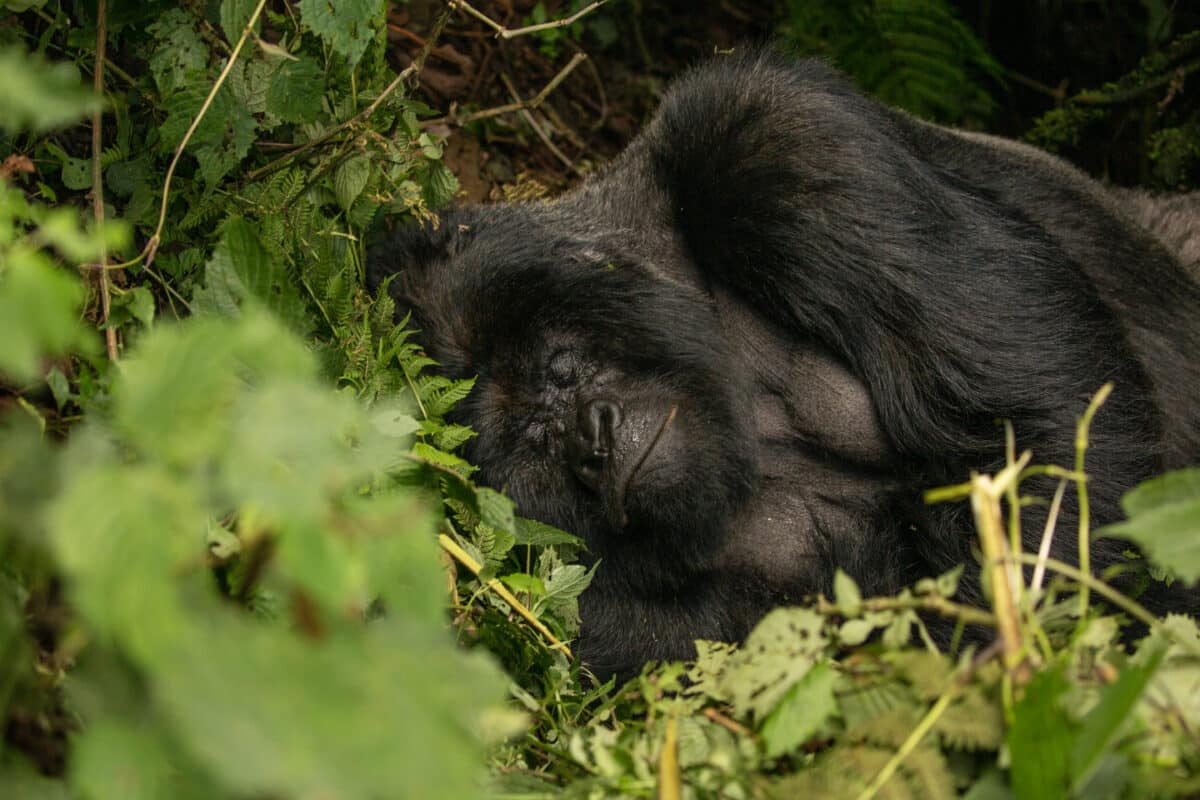 Gorilla trekking was pretty chill compared to the chimps!