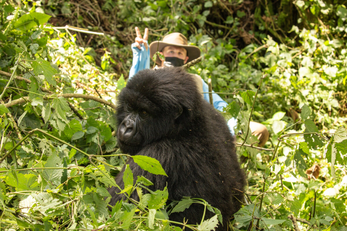 A gorilla viewing experience in Rwanda.
