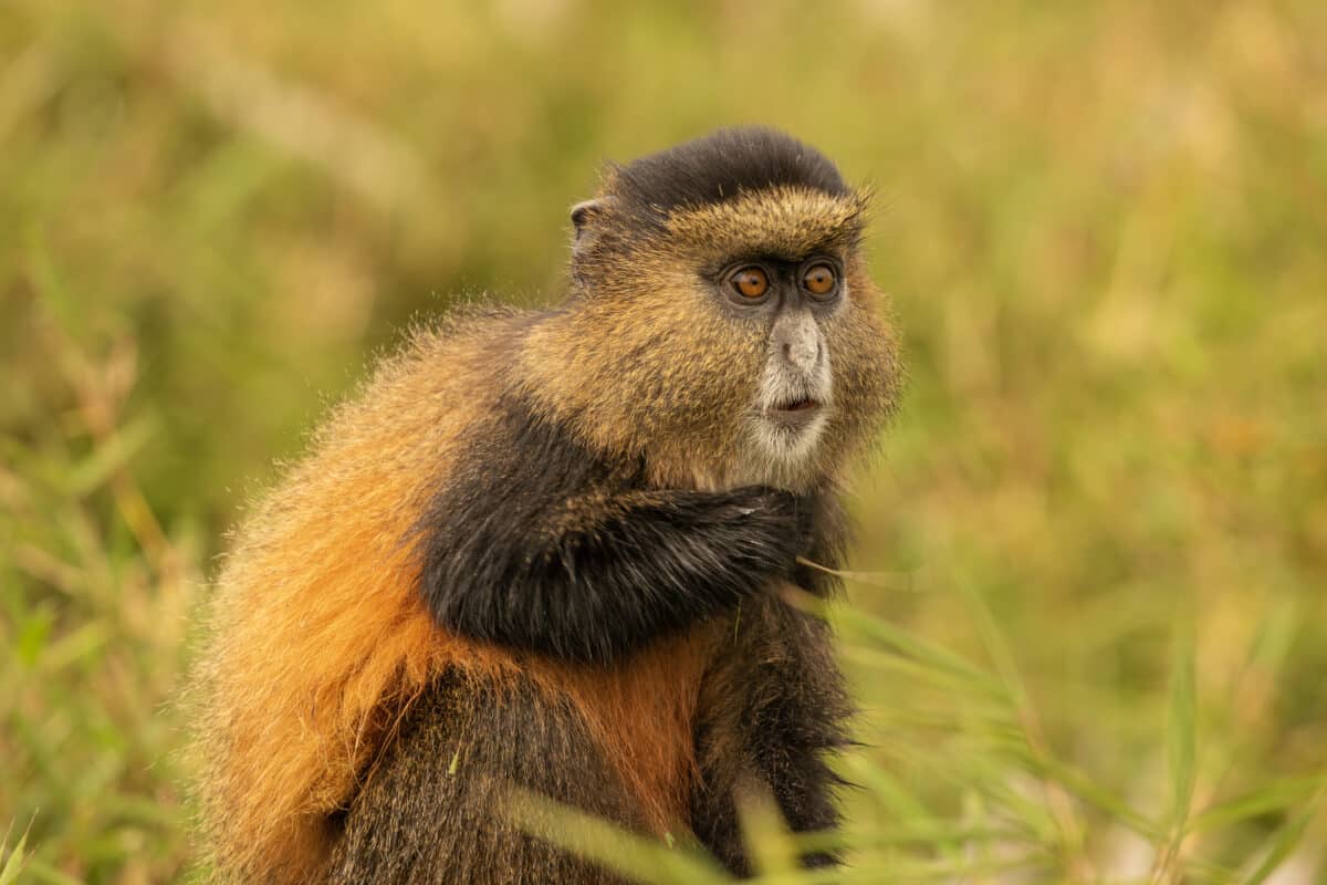 A golden monkey in Rwanda.
