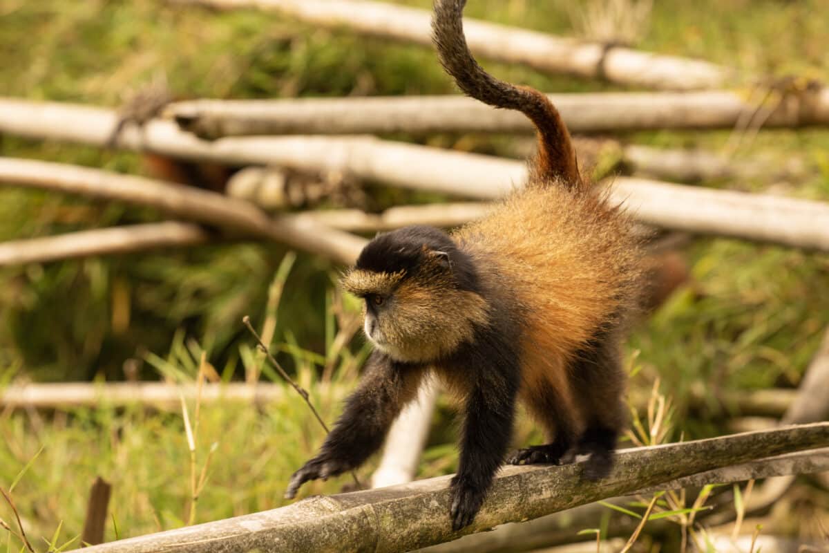 A golden monkey in Rwanda.