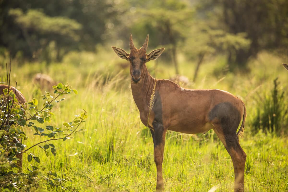 A topi in Akagera National Park.