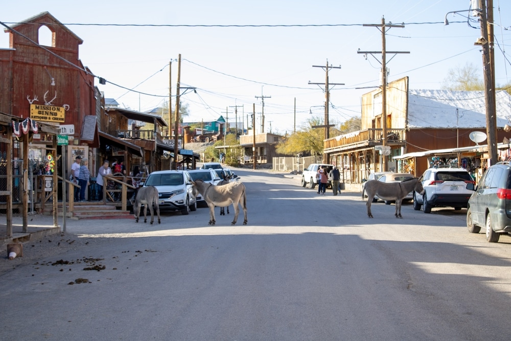 Needles California - Feb 24th 2024 - Wild donkeys and tourist on a busy downtown street with shops