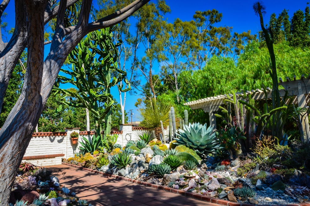 Large collection of cactus and succulent plants at the Sherman Library and Gardens, a coastal landmark in Southern California with over 2 acres of botanical gardens and a library archive.
