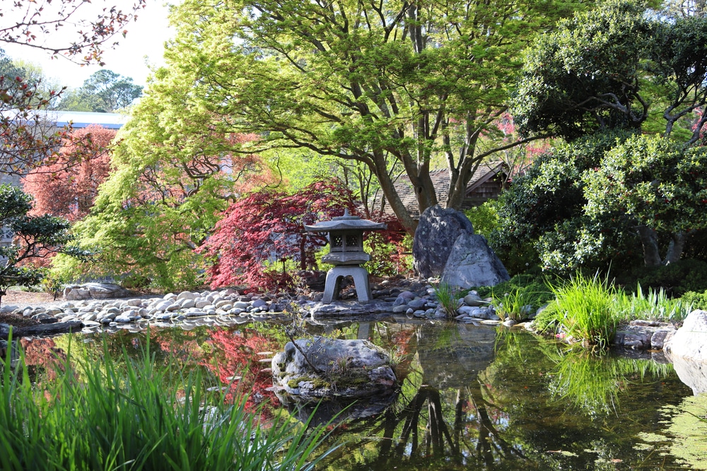 Norfolk, Virginia, USA - April 5, 2021: Newly leafed out Japanese Maples are reflected in the pond at the Japanese Garden at Norfolk Botanical Gardens on a beautiful Spring day.