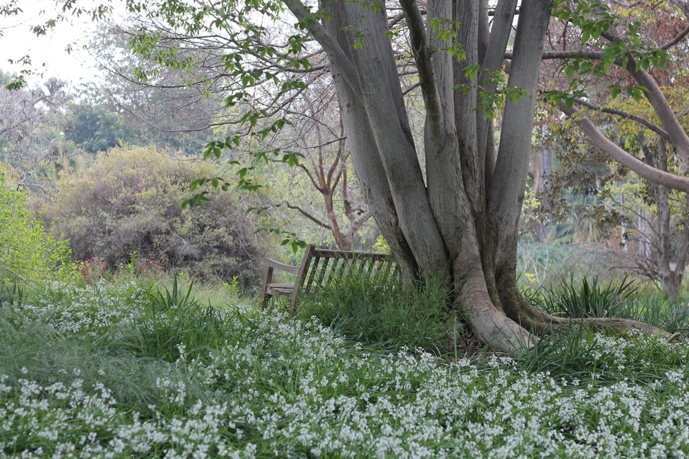 Bench under tree at the Fullerton arboretum while the garden is in bloom.