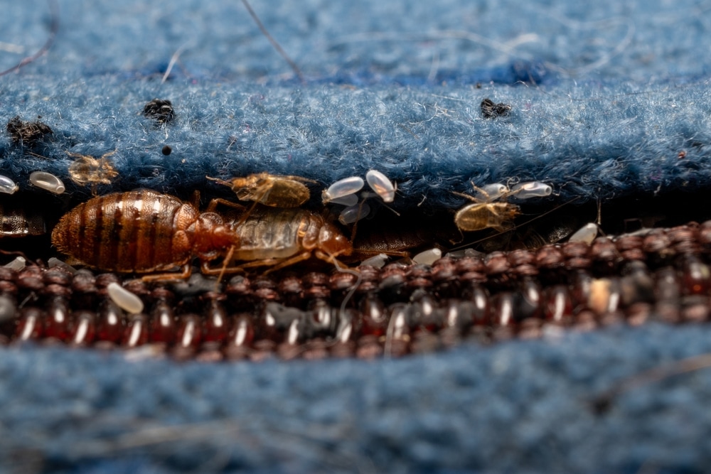 Severe Bed Bug Infestation Macro Detail