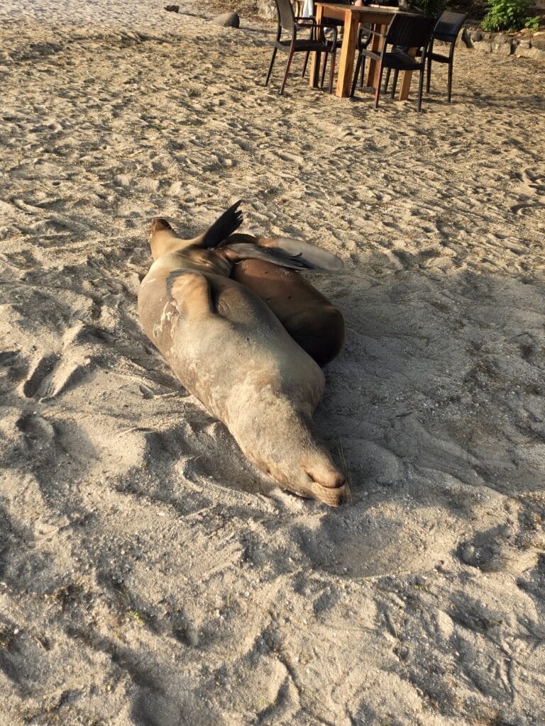 sea lions