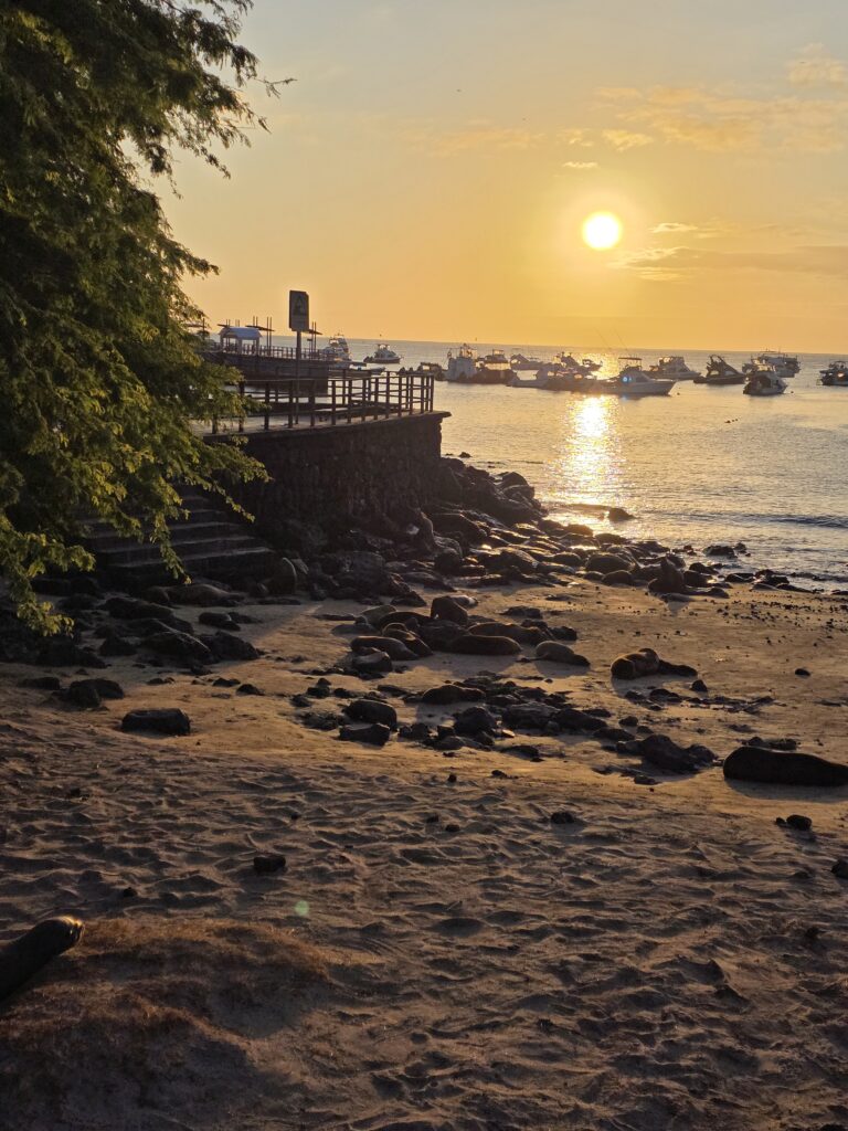 sea lions