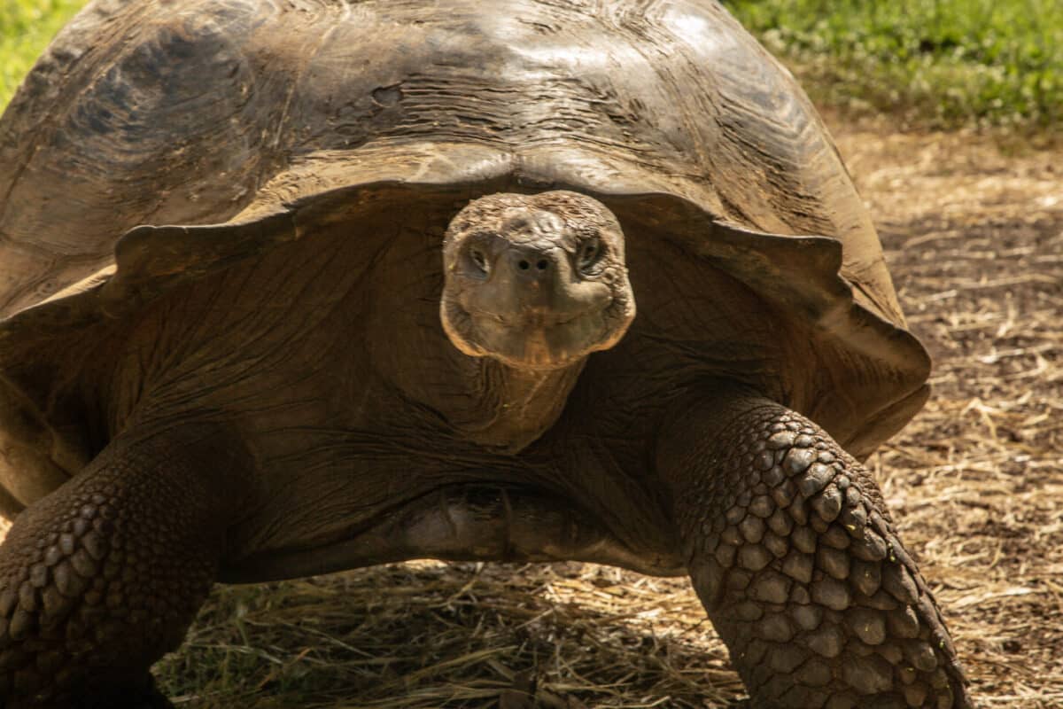 Giant tortoise on the island of Santa Cruz in the Galapagos