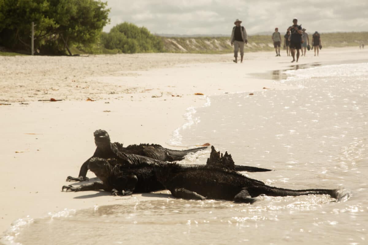 marine iguanas