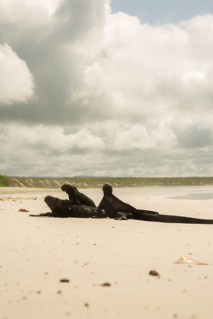marine iguanas