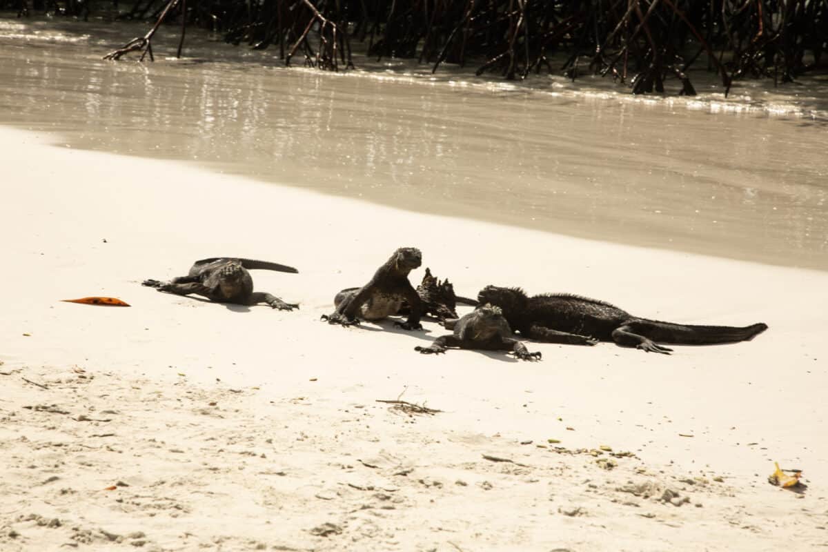 marine iguanas