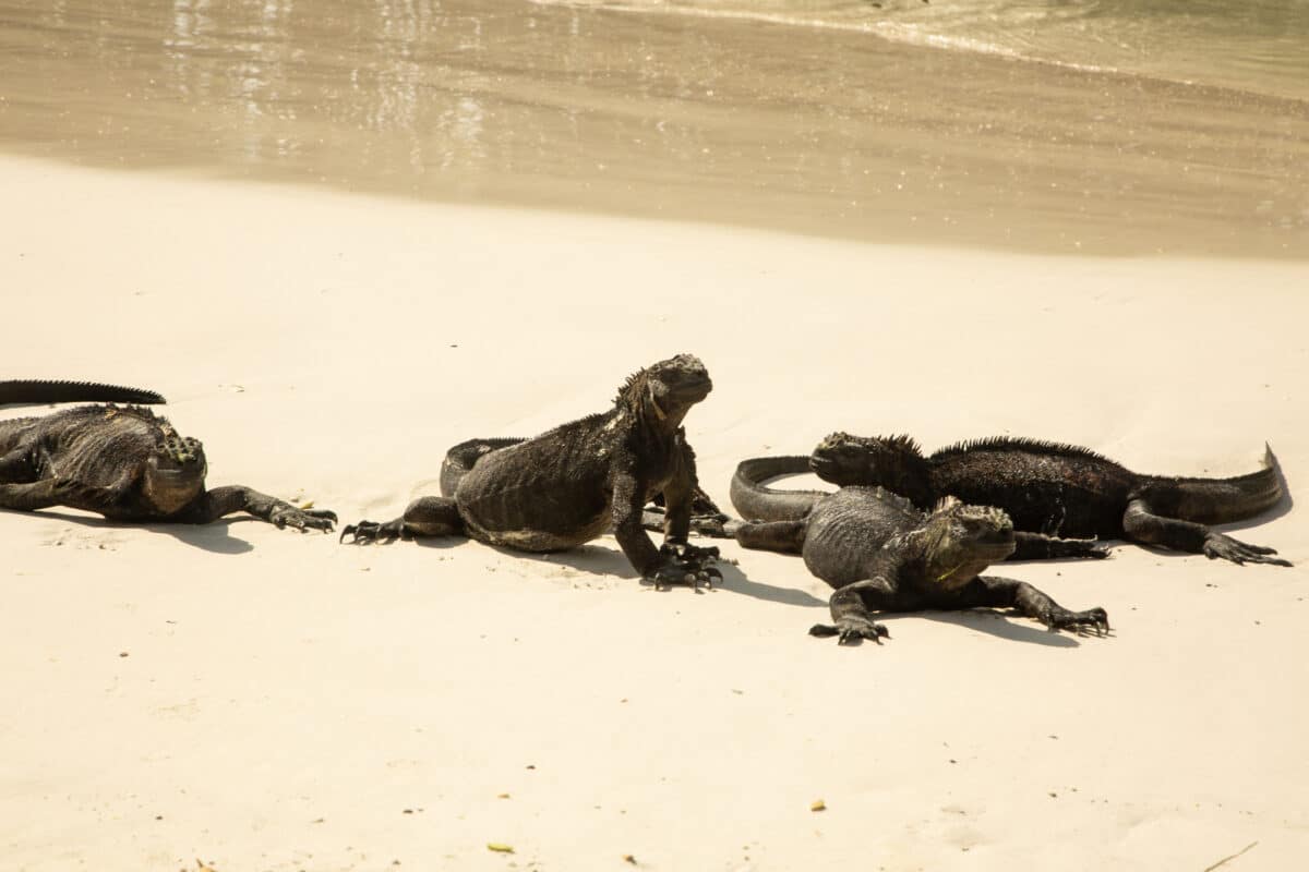 marine iguanas