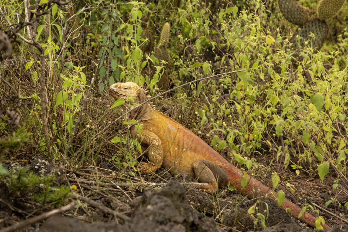 Galápagos land iguanas